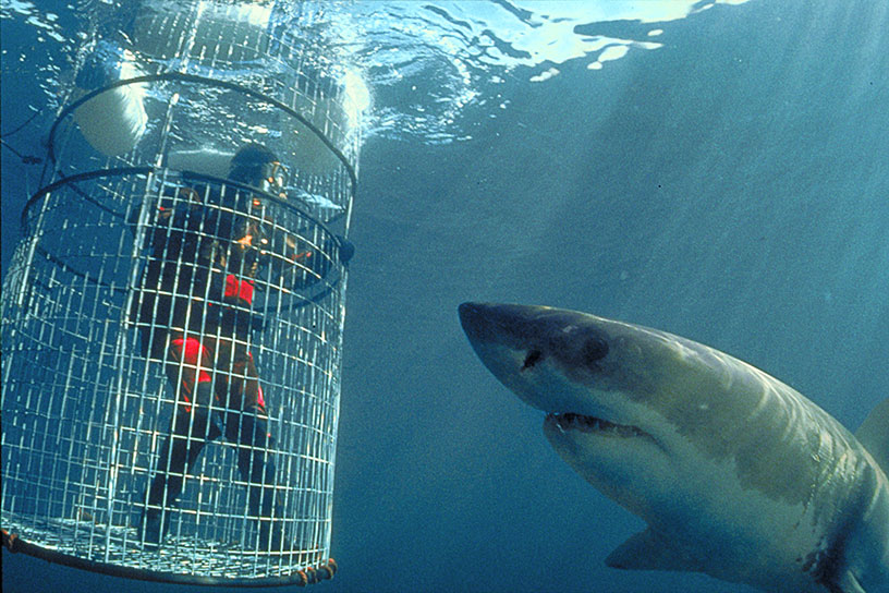 Great White Shark arriving at the cage