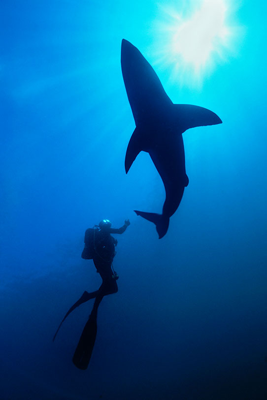Diver and shark outside the cage