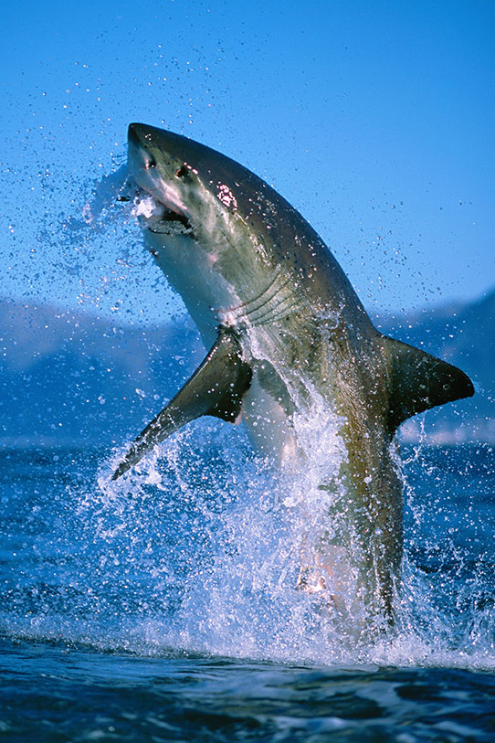 Great White Shark Breaching
