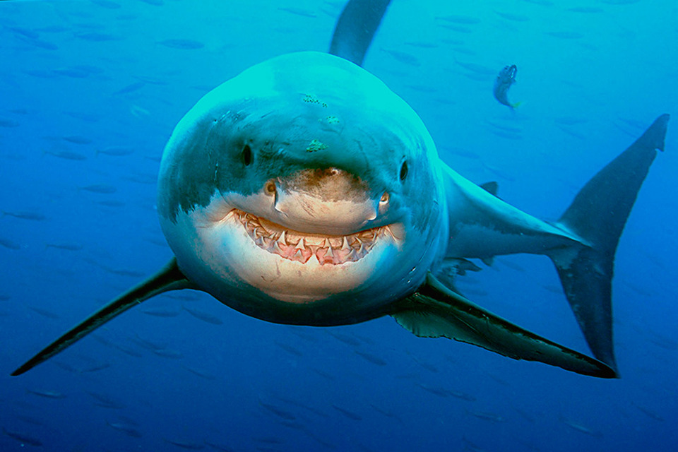 Great White Shark Smiling