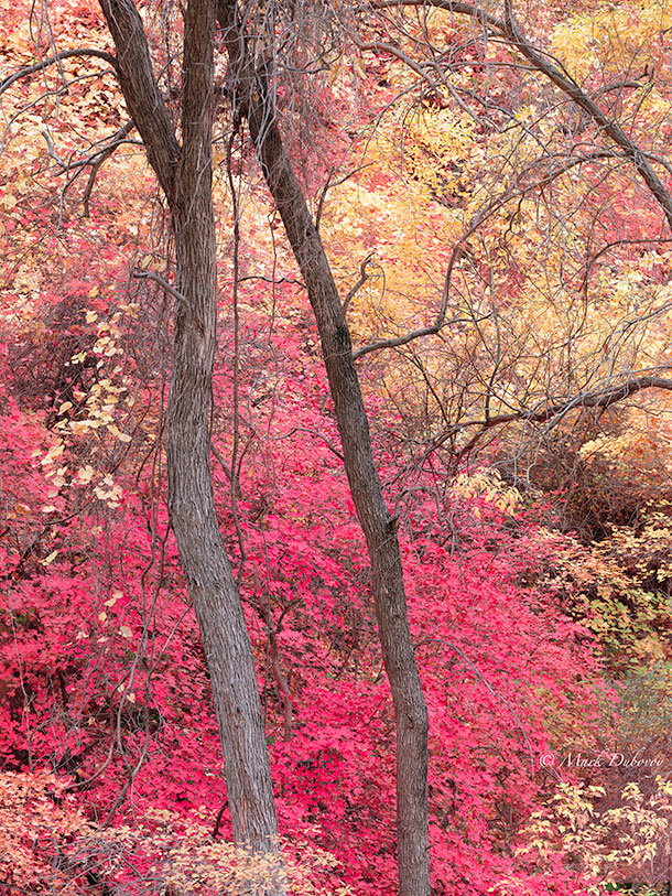 Trees, Sinawava. Zion, UT