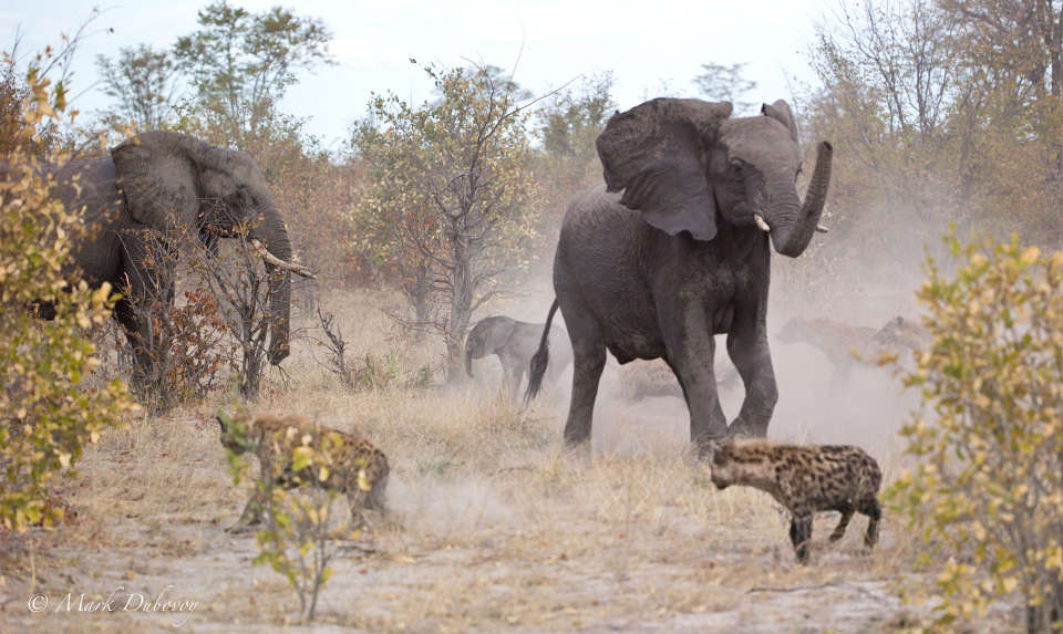 Defending baby elephant