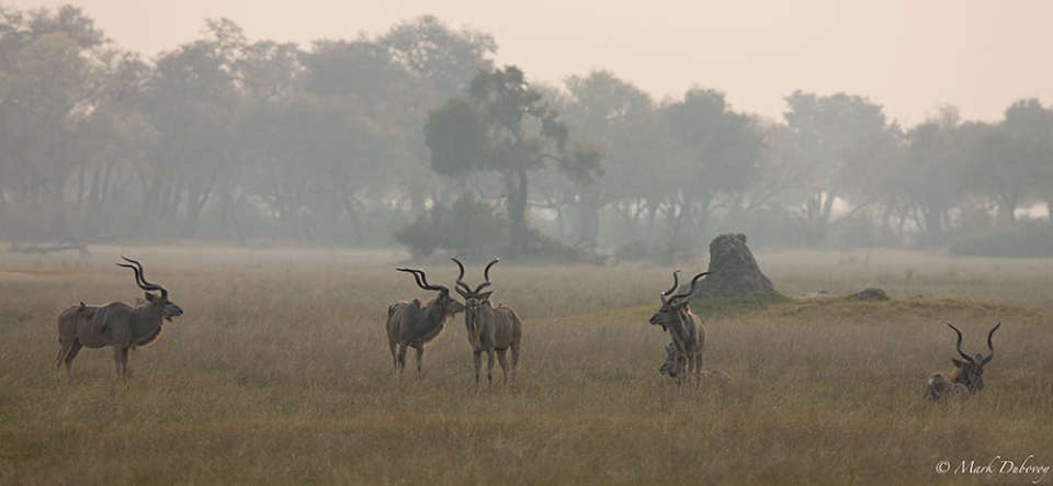 Kudu