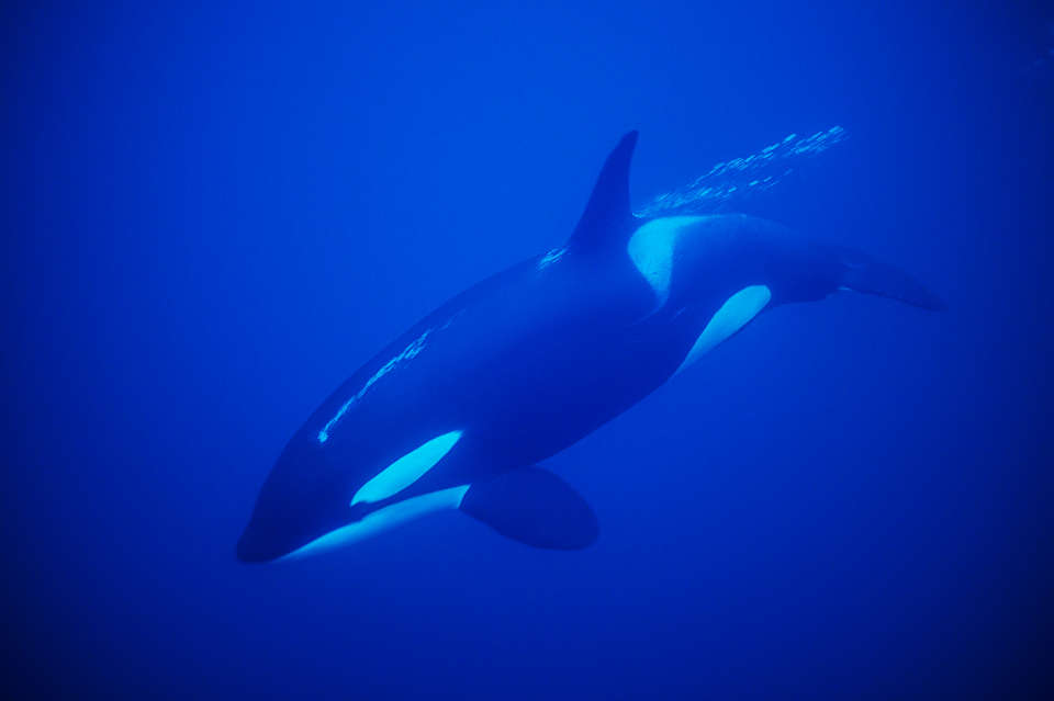 Orca passing a trail of air