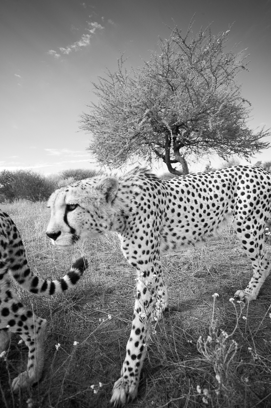 These cheetahs didn’t deviate from their course as they passed by. Leica Monochrom; Zeiss 50mm f.1.5 Sonnar 