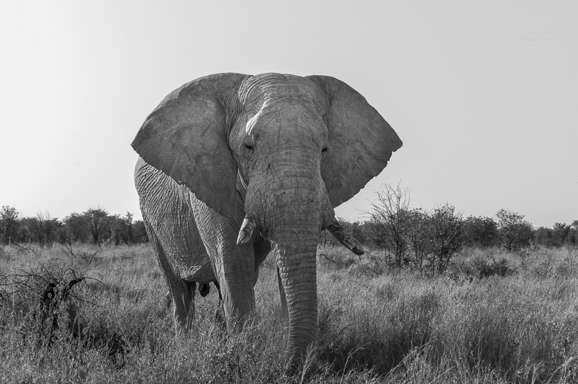 A battered bull elephant approached closely while feeding on dry plants. Leica Monochrom; Leica 90mm f/2.8 Elmarit 