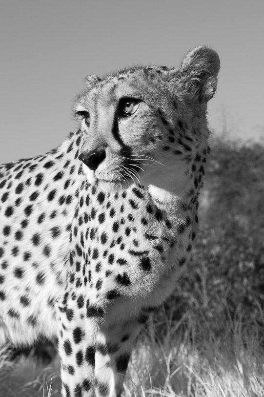 The cheetah positioned herself on a prominence, scanning the horizon for interesting antelopes. Leica Monochrom; Zeiss 50mm f.1.5 Sonnar 