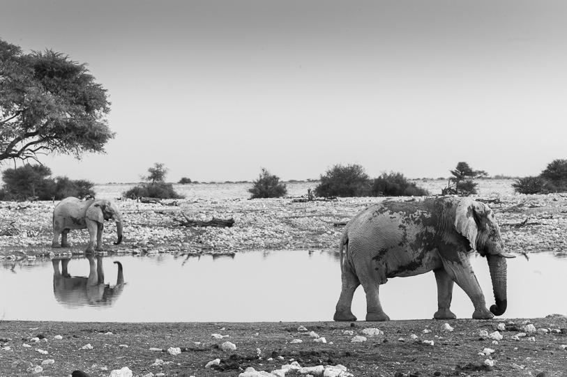 A waterhole attracted a group of elephants at dusk. Leica Monochrom; Zeiss 50mm f.1.5 Sonnar 