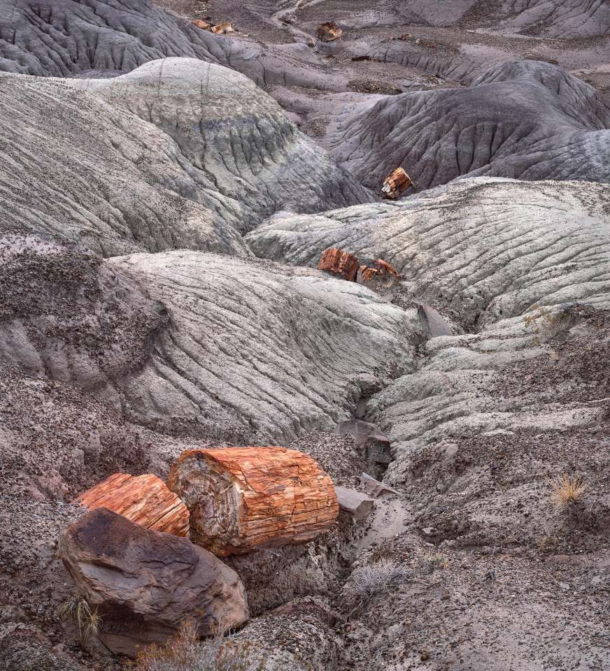 Petrified Logs, Mud Hills