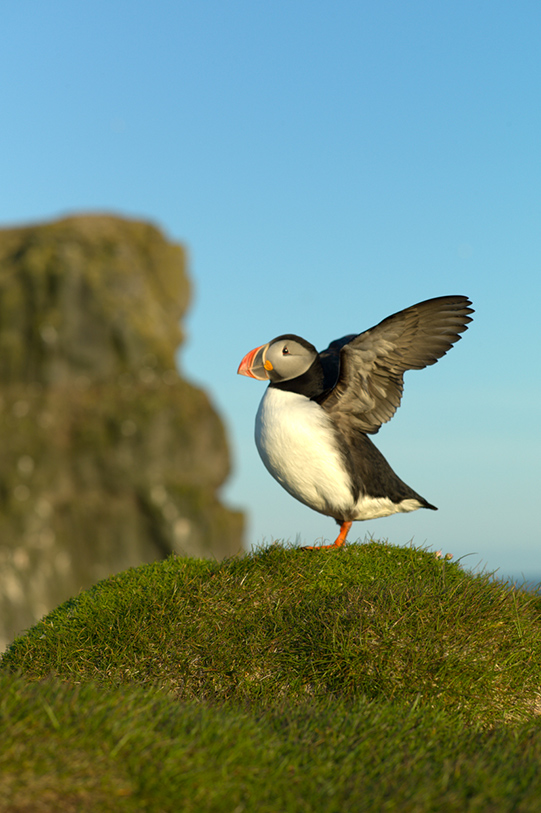  A puffin stretches its wings for a moment before returning to its nest. Leica M9; Leica 90mm f/2.8 Elmarit 