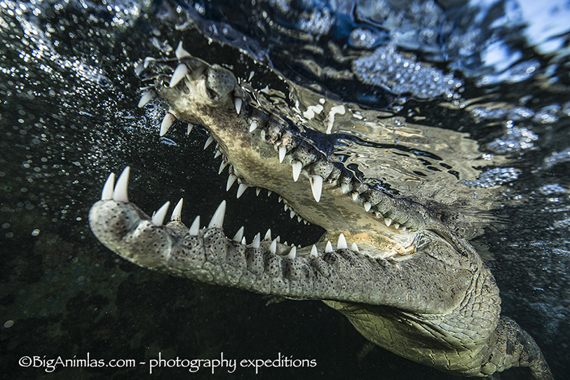 Crocodile open Jaw