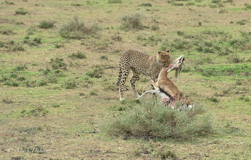Cheetah kill.