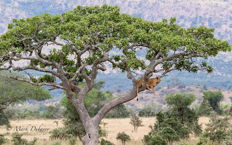 Lioness relaxing on a tree branch.