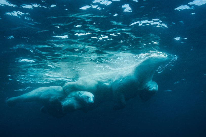 Polar Bear Mother Carrying Her Cub