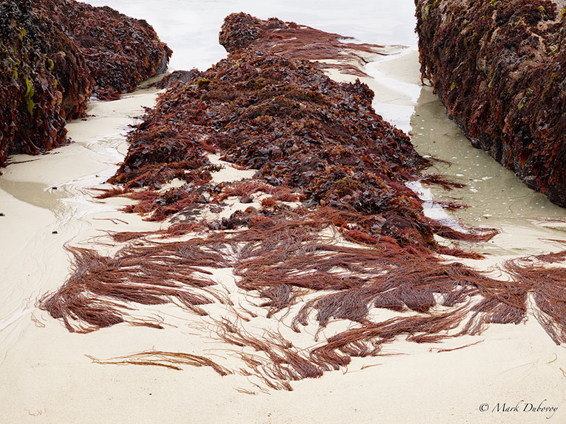 Asilomar Sand and Kelp 2. PhaseOne XF Focus stack with 80 mm PhaseOne/Schneider Blue line lens and IQ3-100 back