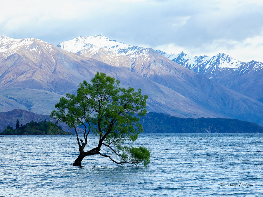 Willow In The Water. Wanaka, New Zealand. PhaseOne XF with 150 mm F/2 Blue Line lens and IQ 3 100 back.